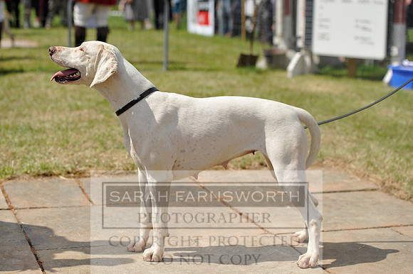 Honiton 2014 CF1 485