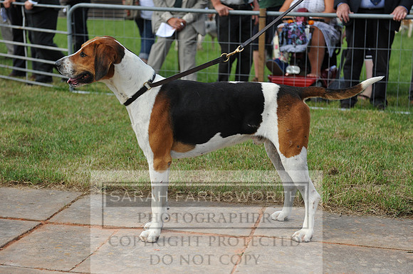 Honiton 2014 CF2 026