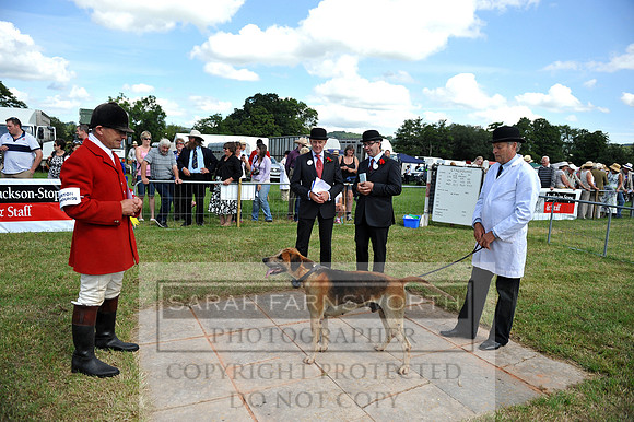Honiton 2014 CF2 100
