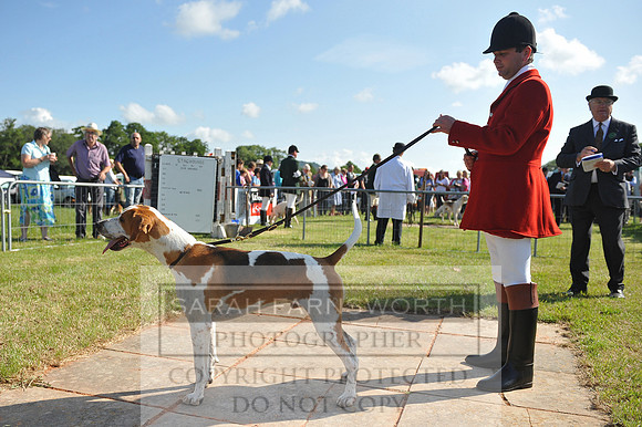 Honiton 2014 CF2 008