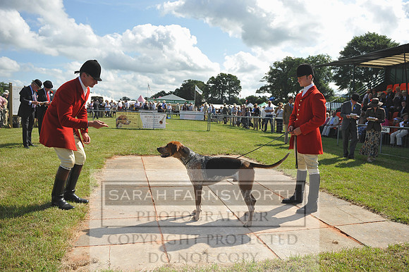 Honiton 2014 CF2 061