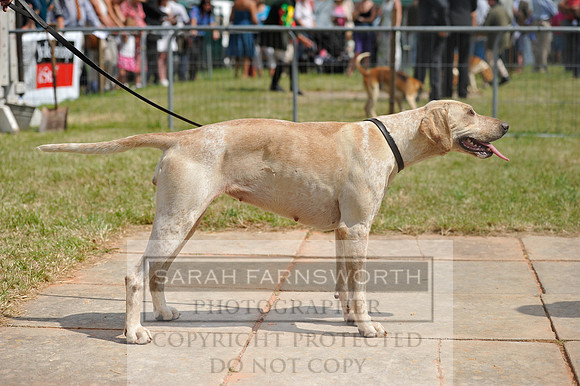 Honiton 2014 CF1 494