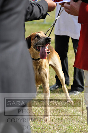 Honiton 2014 CF1 233