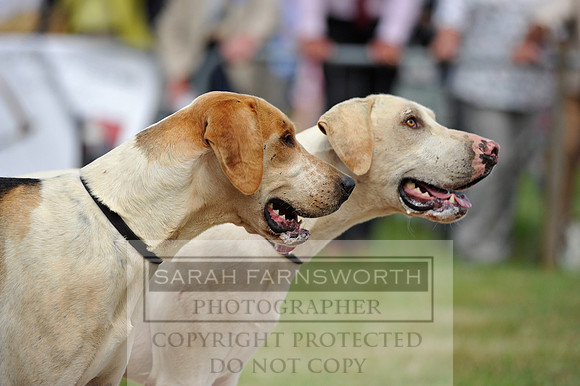 Honiton 2014 CF1 301