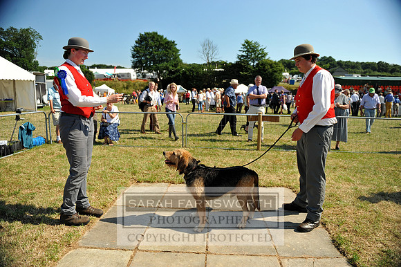 Honiton 2013 CF2 253
