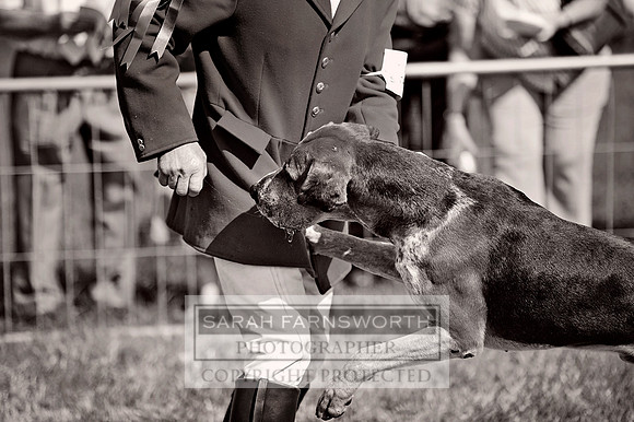Honiton 2013 CF3 093 bw