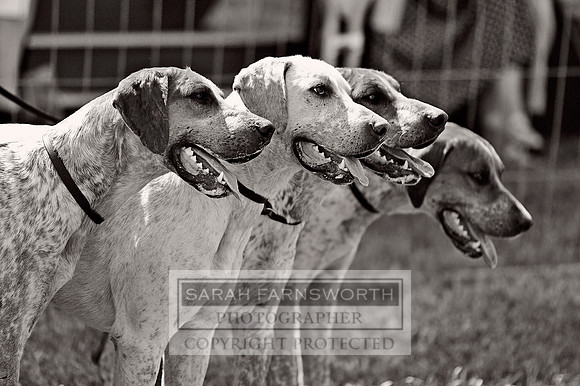 Honiton 2013 CF3 365 BW