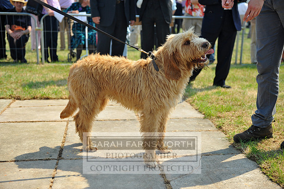 Honiton 2013 CF2 185