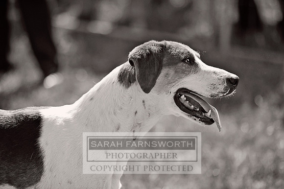 Honiton 2013 CF3 140 bw