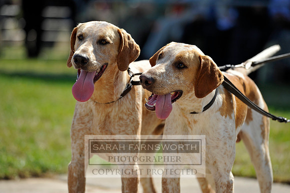Honiton 2013 CF3 233