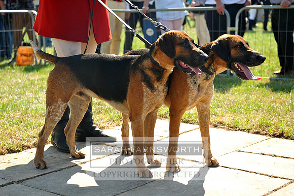 Honiton 2013 CF2 034