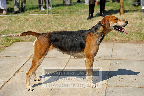 Honiton 2013 CF3 436