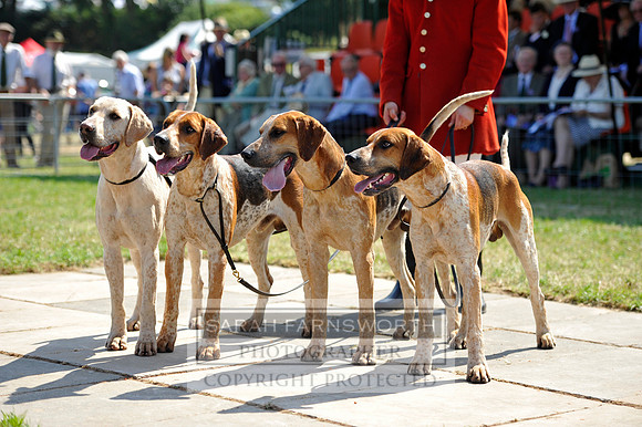 Honiton 2013 CF3 398