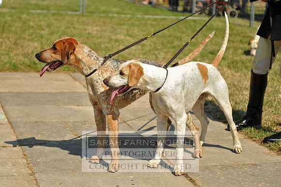 Honiton 2013 CF2 225