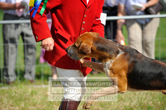Honiton 2013 CF3 093