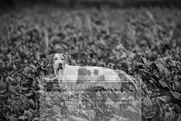 Ludlow 261215-545 bw