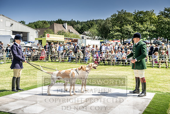 Builth Hound Show 2019-65