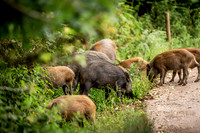 Wild Boar Forest of Dean-3