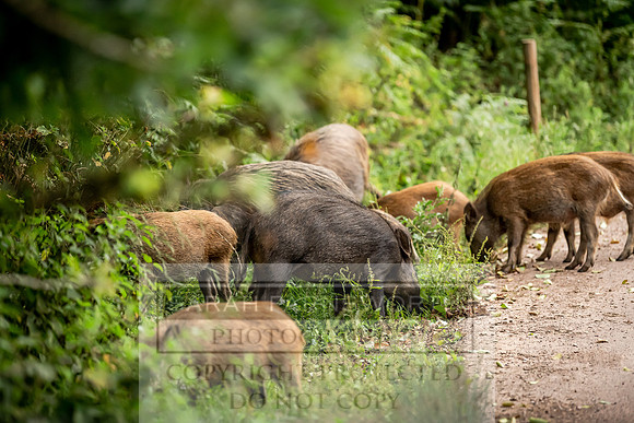 Wild Boar Forest of Dean-3