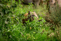 Wild Boar Forest of Dean-7