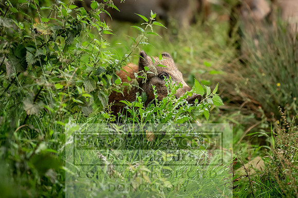 Wild Boar Forest of Dean-7