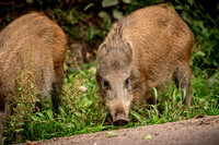 Wild Boar Forest of Dean-20