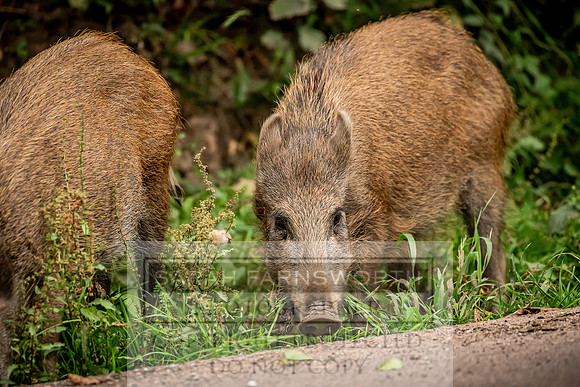Wild Boar Forest of Dean-20