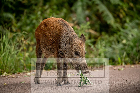 Wild Boar Forest of Dean-22