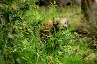 Wild Boar Forest of Dean-6