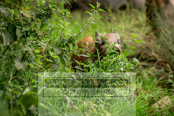 Wild Boar Forest of Dean-6