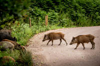Wild Boar Forest of Dean-11