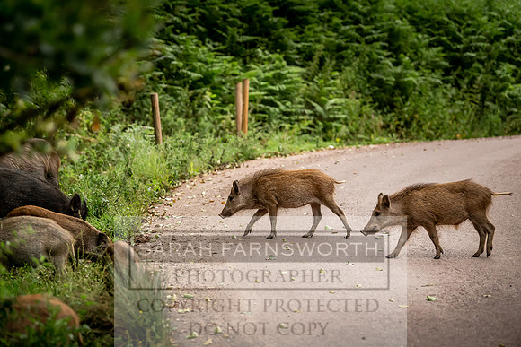 Wild Boar Forest of Dean-11