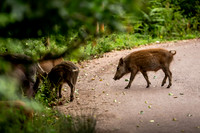 Wild Boar Forest of Dean-1