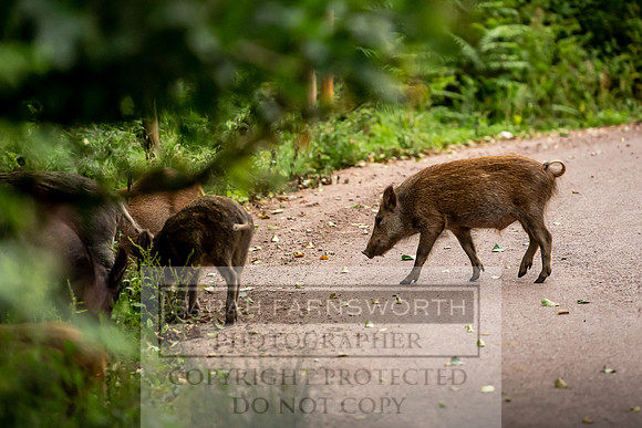 Wild Boar Forest of Dean-1
