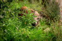 Wild Boar Forest of Dean-8
