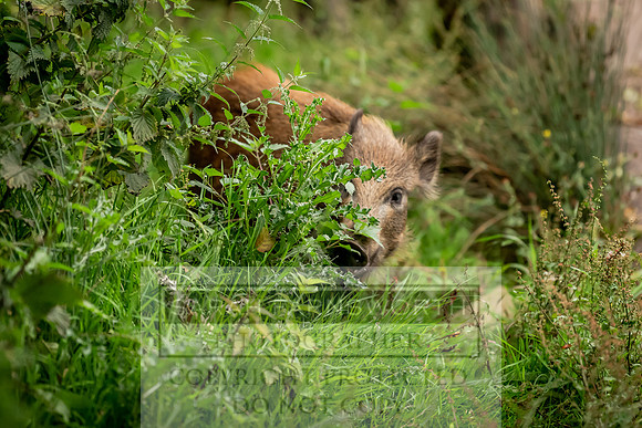 Wild Boar Forest of Dean-8