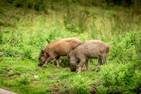 Wild Boar Forest of Dean-5