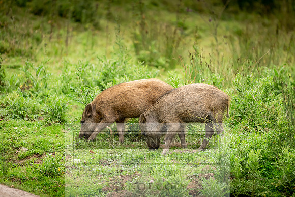 Wild Boar Forest of Dean-5