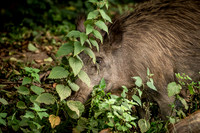 Wild Boar Forest of Dean-15