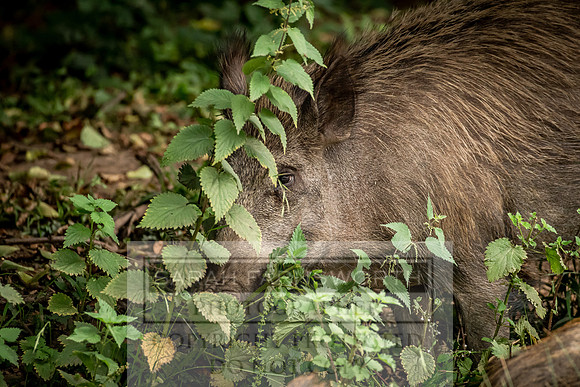 Wild Boar Forest of Dean-15