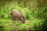 Wild Boar Forest of Dean-12