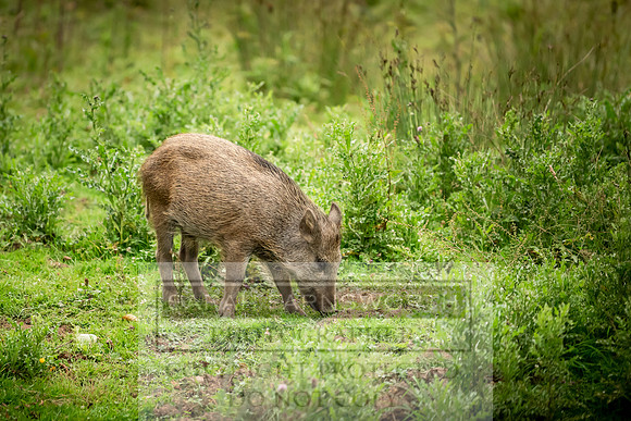Wild Boar Forest of Dean-12