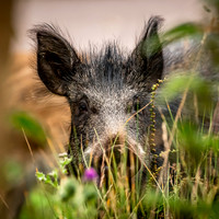 Wild Boar Forest of Dean-19
