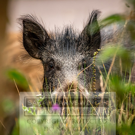 Wild Boar Forest of Dean-19