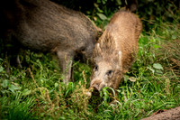 Wild Boar Forest of Dean-14