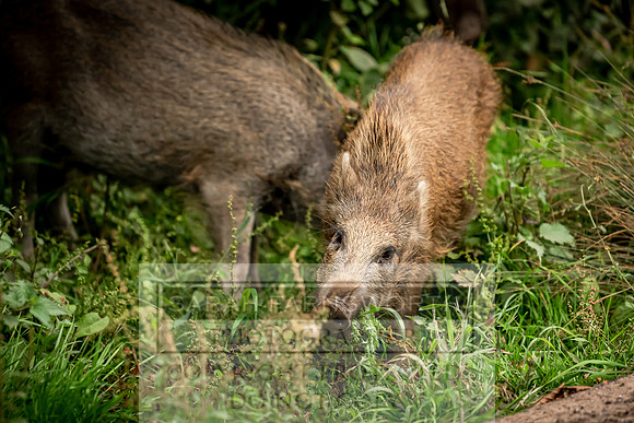 Wild Boar Forest of Dean-14