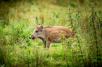 Wild Boar Forest of Dean-13
