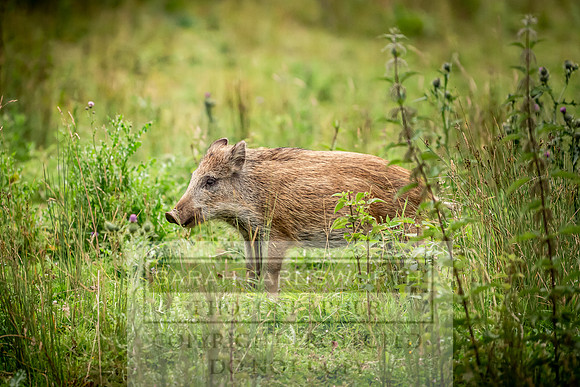 Wild Boar Forest of Dean-13