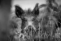 Wild Boar Forest of Dean-17
