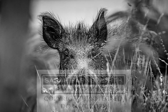 Wild Boar Forest of Dean-17